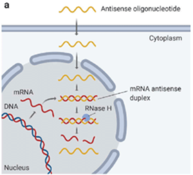 ASO 기전 모식도